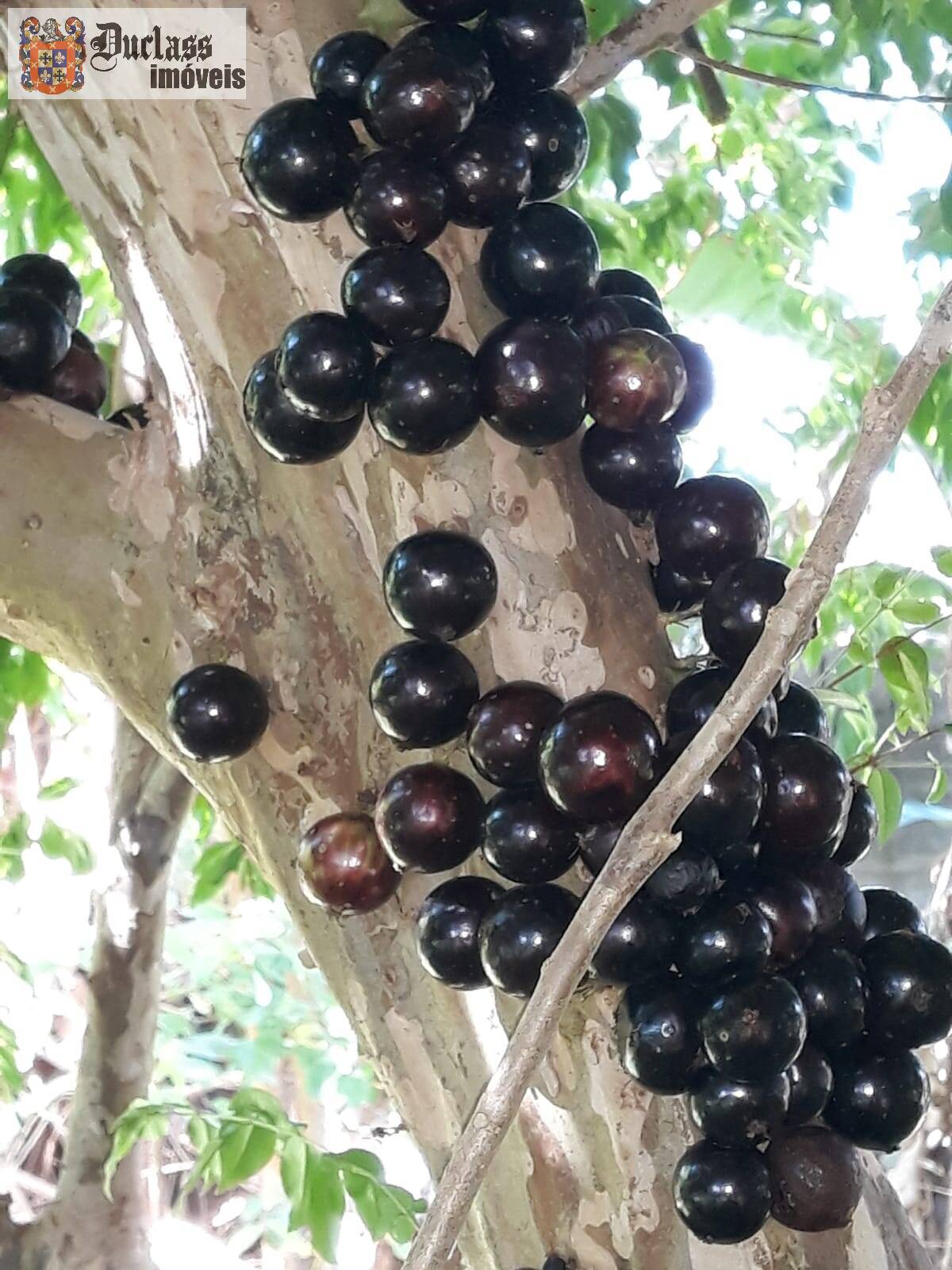 Sítio, 2 quartos, 2000 m² - Foto 89