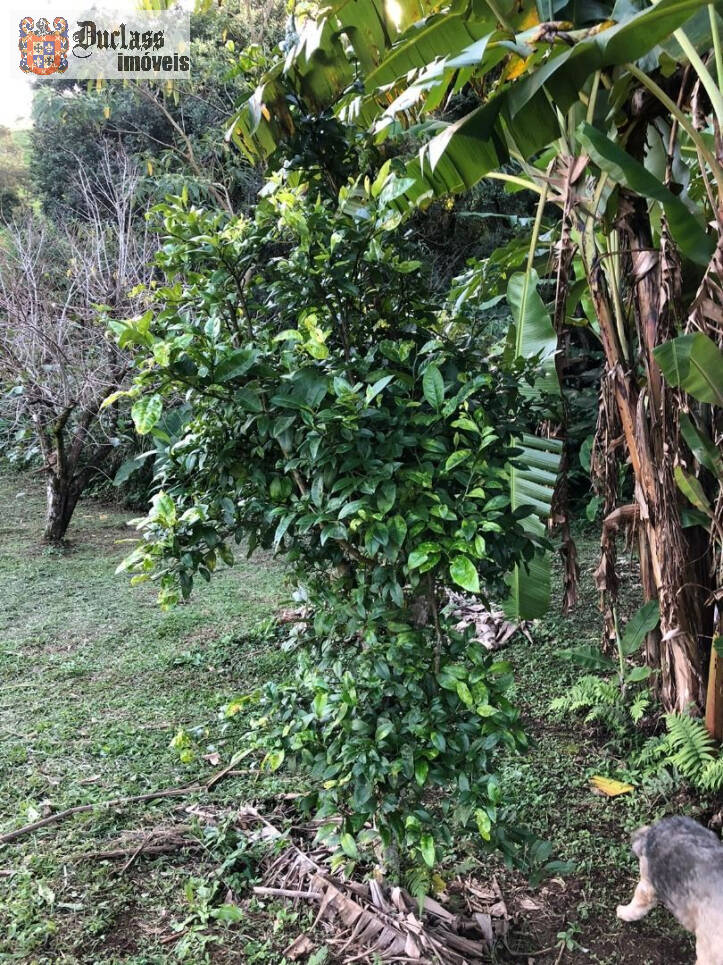 Sítio à venda com 2 quartos, 200m² - Foto 37